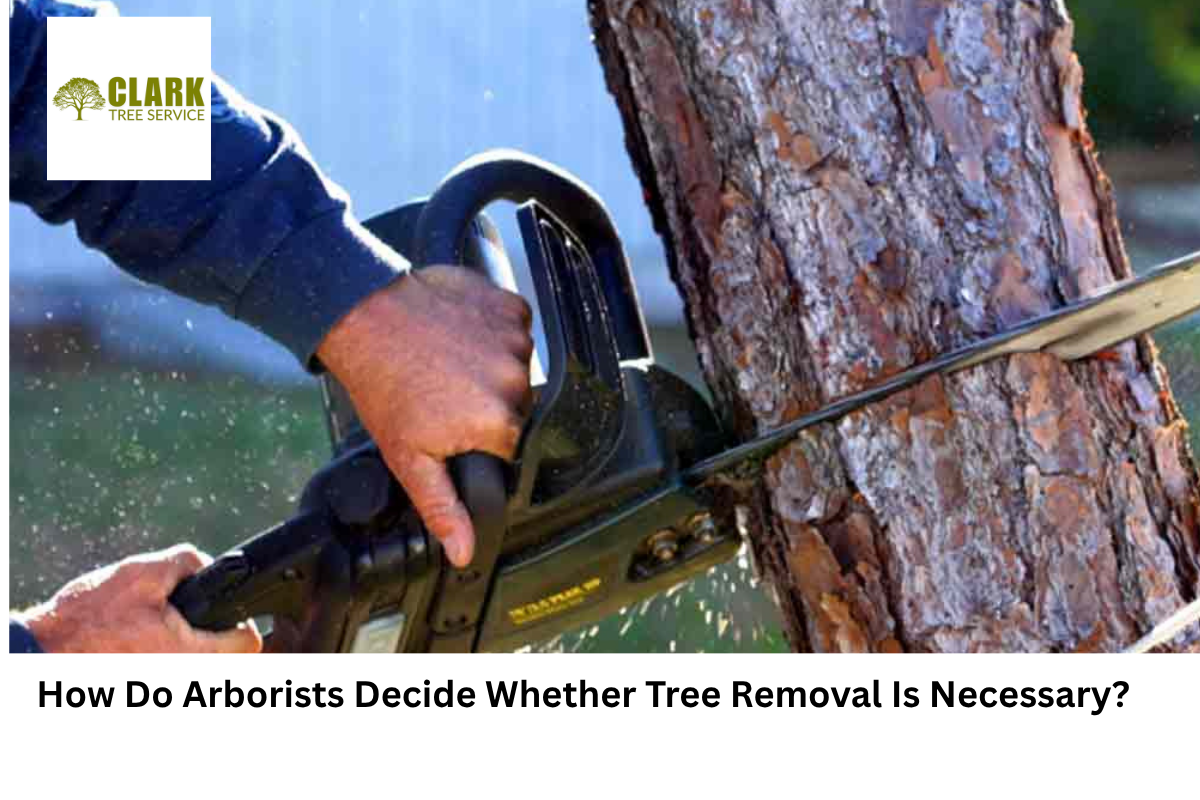 tree removal