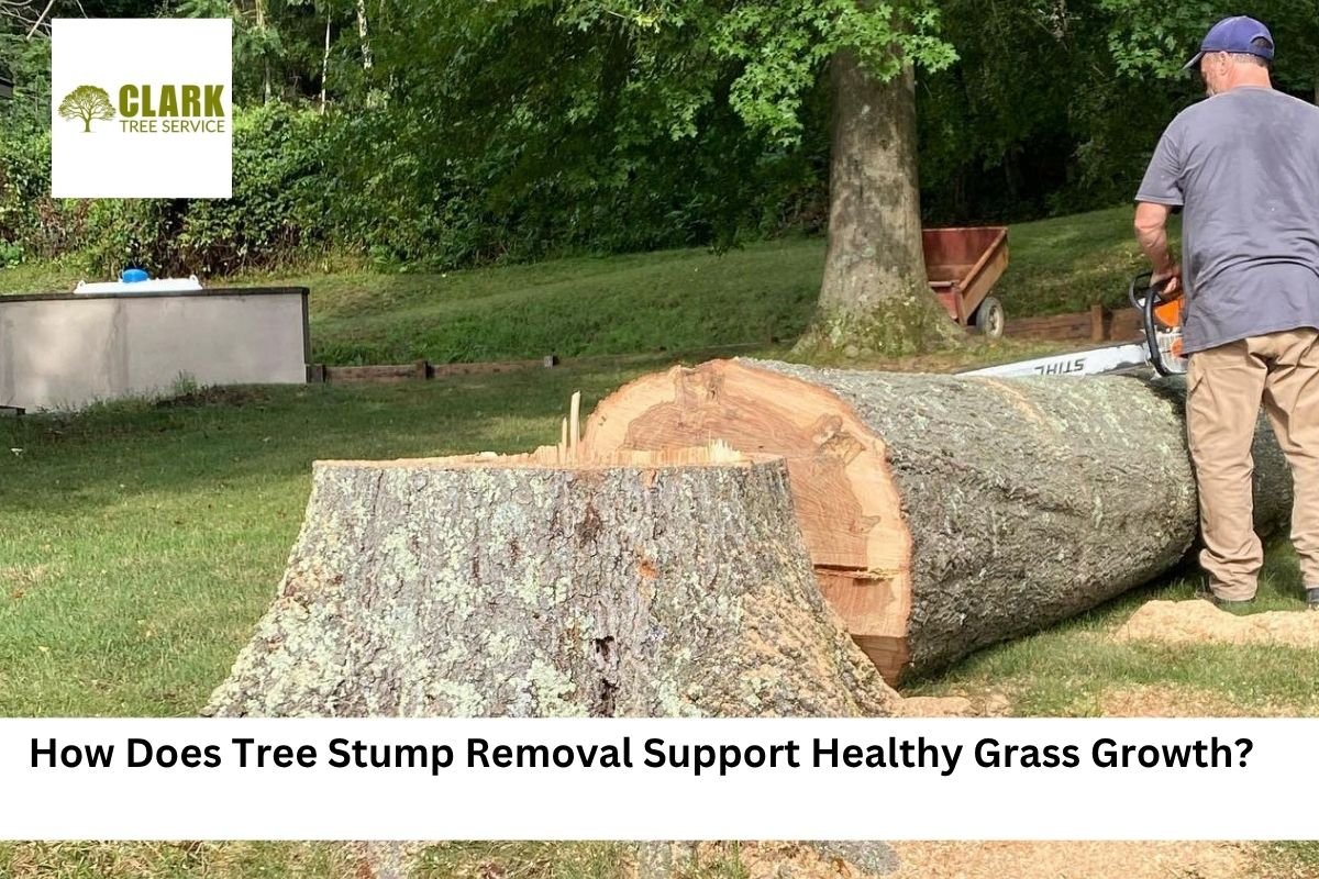 stump removal