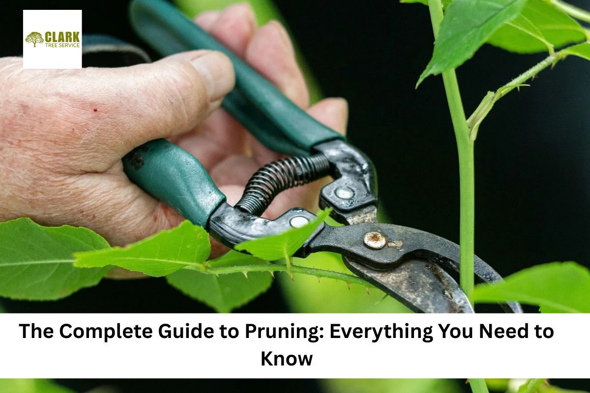 pruning