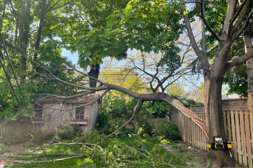 Emergency Tree Services am Overland Park, KS