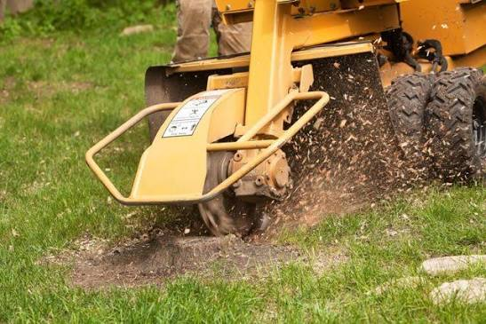 Expert Stump Grinding Services a Kansas City, MO