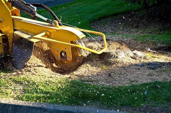 Expert Stump Grinding Services am Kansas City, MO