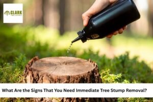 tree removal