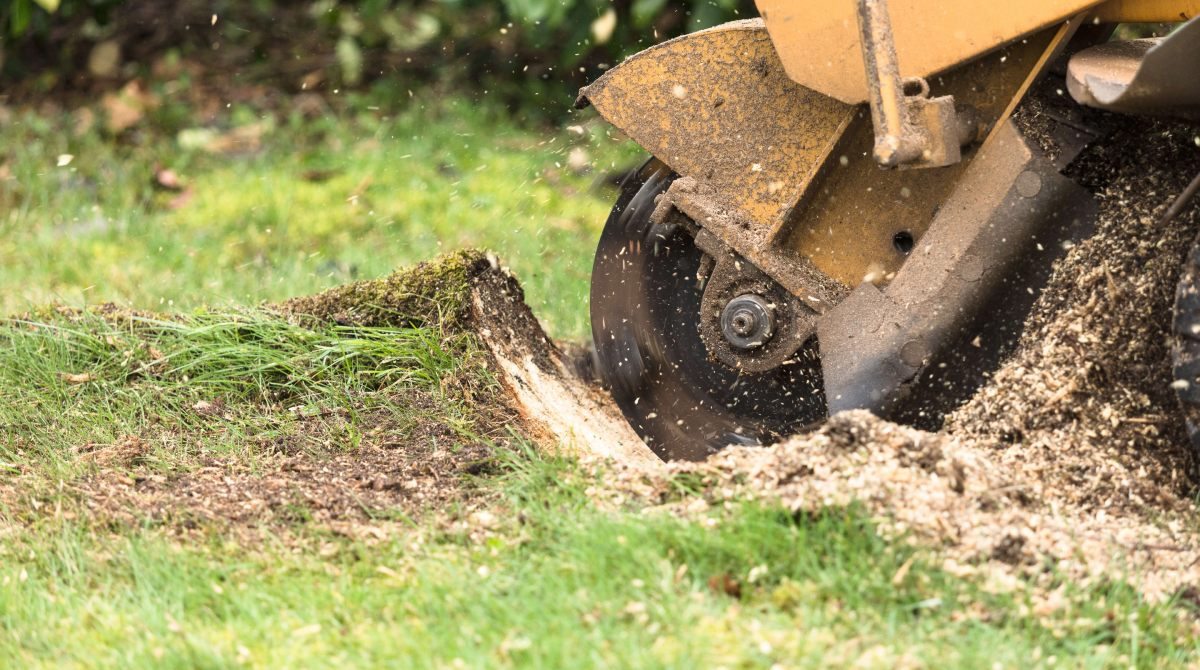 Stump Grinding and Removal am Overland Park, KS