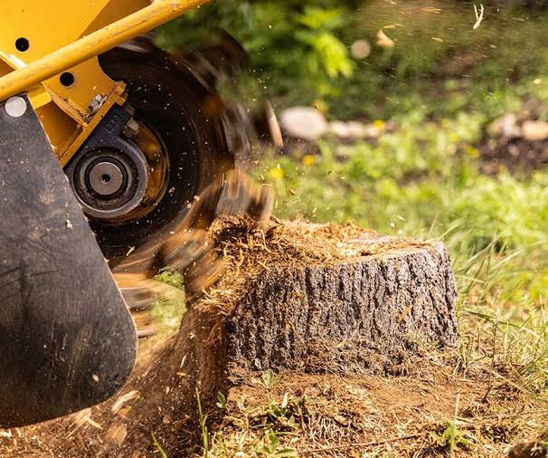 Stump Grinding and Removal at Overland Park, KS