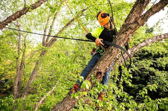 Tree Cabling and Bracing Services Overland Park, KS