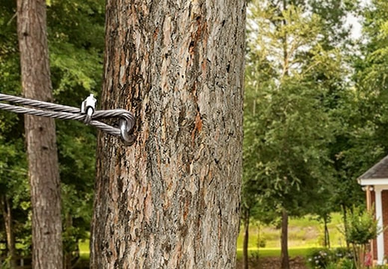 Tree Cabling and Bracing at Kansas City, MO
