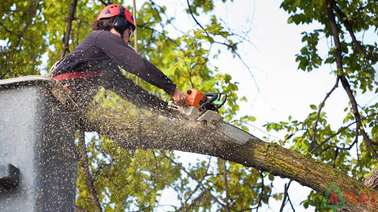 Tree Removal Company a Kansas City, MO