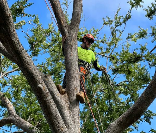 Tree Trimming Service Overland Park, KS