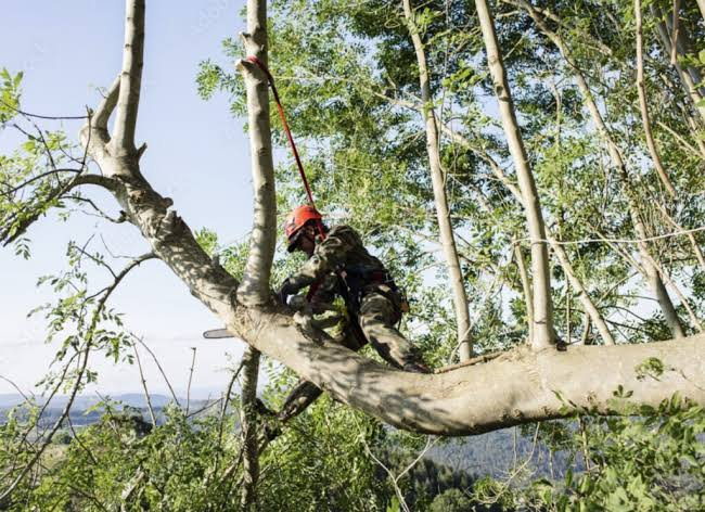 Tree Trimming Service am Overland Park, KS