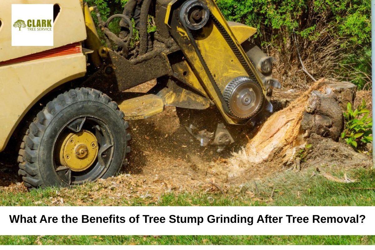 tree removal