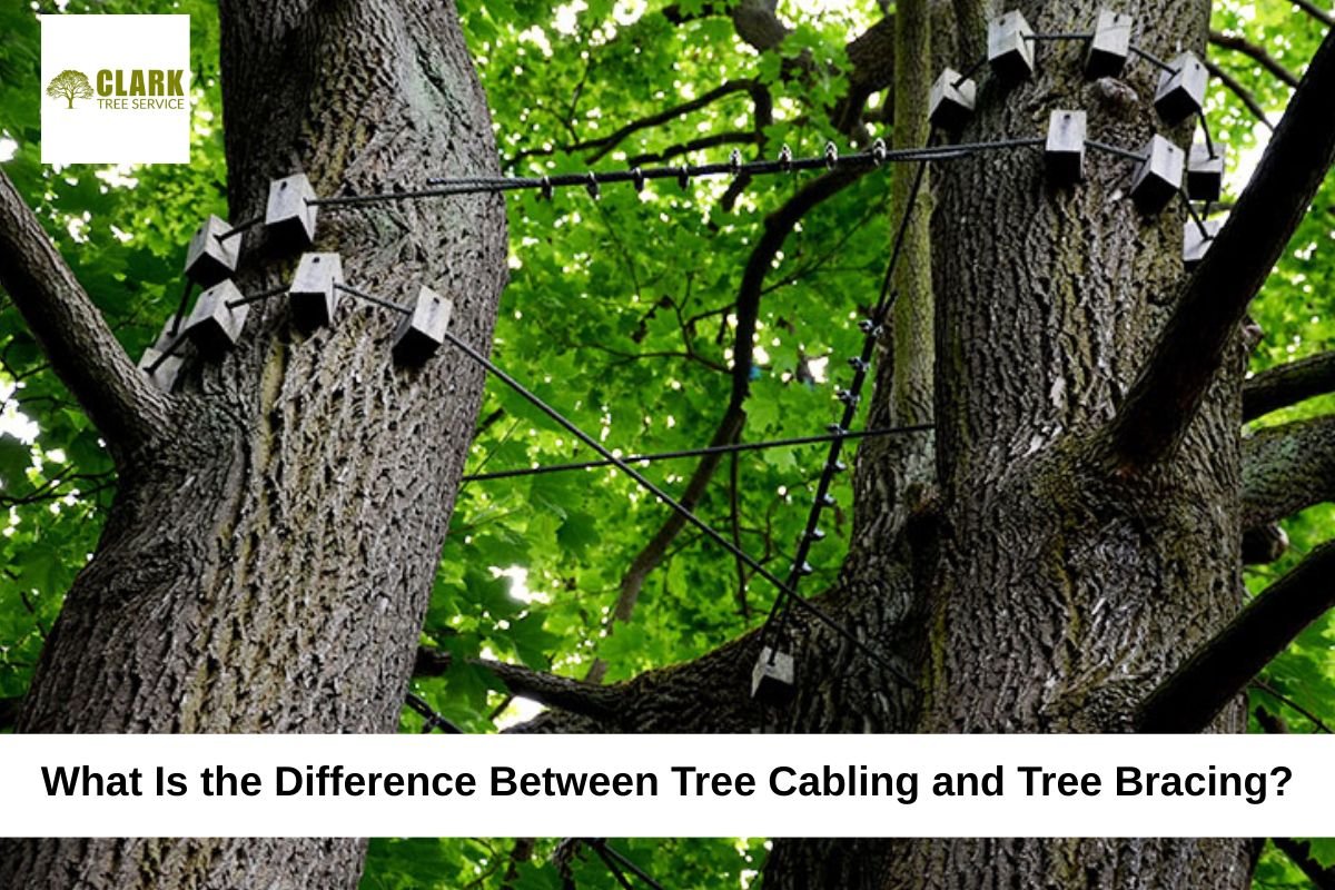 tree cabling